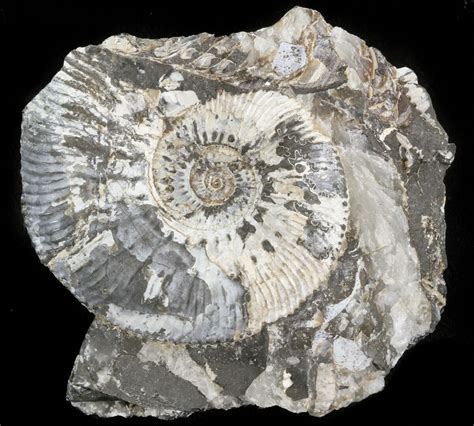 true ammonite matrix.